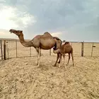 خلفه ساحليه طيبه