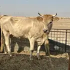 بقرة للبيع. دافع