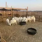 رخال حريات مقاني ولا ذبح طيبه العدد 22