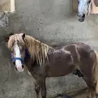 سيسي فحل لون ذهبي للبيع
