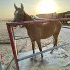 مهر شعبي شيخ