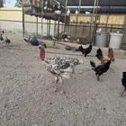 ديك ودجاجه رومي