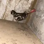 دجاجه كوشامو للبيع