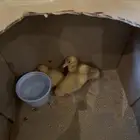 بط صغير اصفر