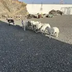 رخال دفيع شرط عدد 8 و خروفين