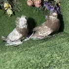 للبيع طبه بخاره وايت سايد