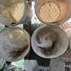 للبيع حمام رقاص