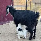 معزاء للبيع