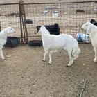 خرفان حريات