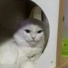 قط شيرازاي عمره سنه و10 شهور