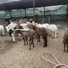طليان سواكن شحم شرط النظافه والصحه
