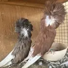 حمام زينه