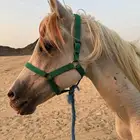 حصان شعبي عمرة 4 سنوات