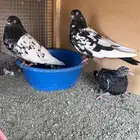 حمام باكستاني رام