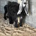 جفره عارضيه