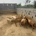 ضأن