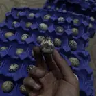بيض سمان متوفر تم البيع