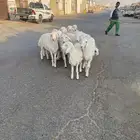 رخال حريات
