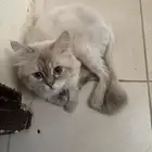 الوادي