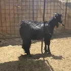تيس ثلاجة سمين ونظيف الموقع املج
