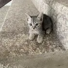 قطوه