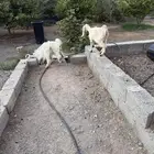 ثلاث جفار عوارض مزيين