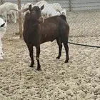 شمال سوق الدمام