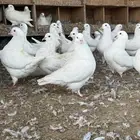 للبيع حمام كنق سوبر جامو