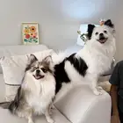 Cacwzy - Pure Pomeranian ( sold out )