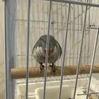 للبيع ببغاء كويكر