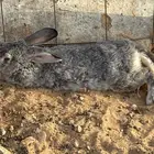 ارانب للبيع