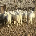 الشميسي طريف الخواجات