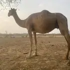 ناقه للبيع. السن. سداس ع وشك ولاده. باقي لها اقل من اسبوع