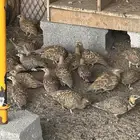 للبيع قطا