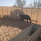 غنم