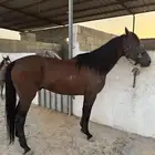 حصان واهو جزيري فرنسي