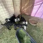 بهم للبيع ع الشرط