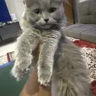 قطة انثى تبني