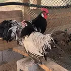 دجاج لاكنفلدر