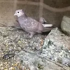 حمام صنعاني أصيل