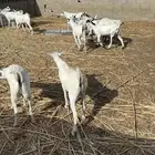 تيوس مناسبات