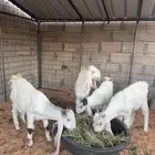 معزا هولندية