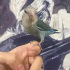 روز اليف. تم البيعع