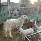 فحل حري رباع مشروط