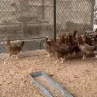 دجاج عمر شهرين امريكي احمر