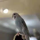 ببغاء بادجي الصحه مافيه شي