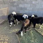 ضباء