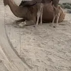 ناقه ساحليه أم رابع