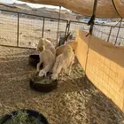 طليان للبيع ورخال