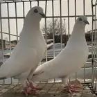 حمام بكستاني وحشي